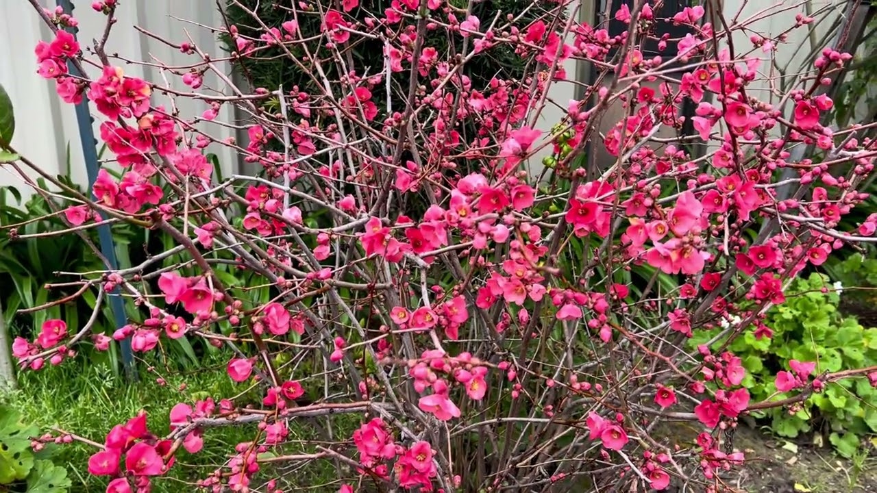 January 29,2026 Paj zoo nkauj tshajplaws li os.( so beautiful flowers in our SHAC GARDEN)