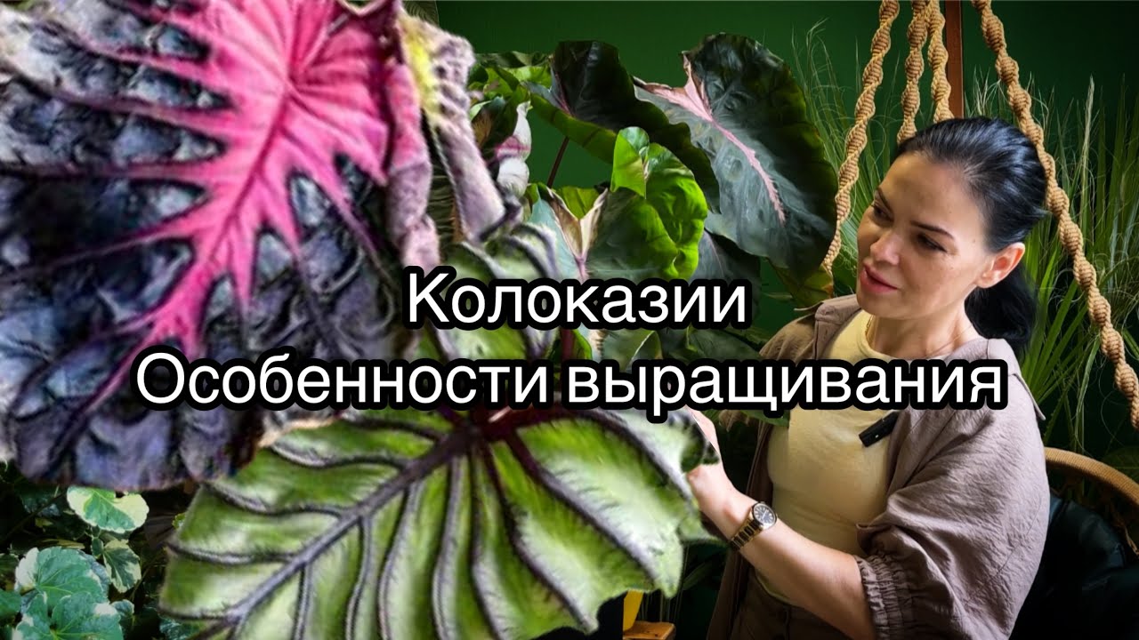 Colocasia esculenta (Redemption, Pharaoh’s Mask )🪴Особенности выращивания, личный опыт👌