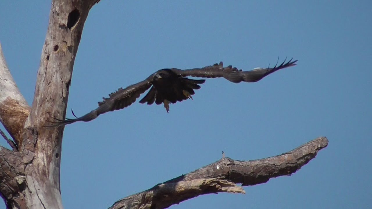 SWFL Eagles_Happy 11 Week B-Day E9~Fly~Dissect Trees~Claim Your Fish 03-18-17
