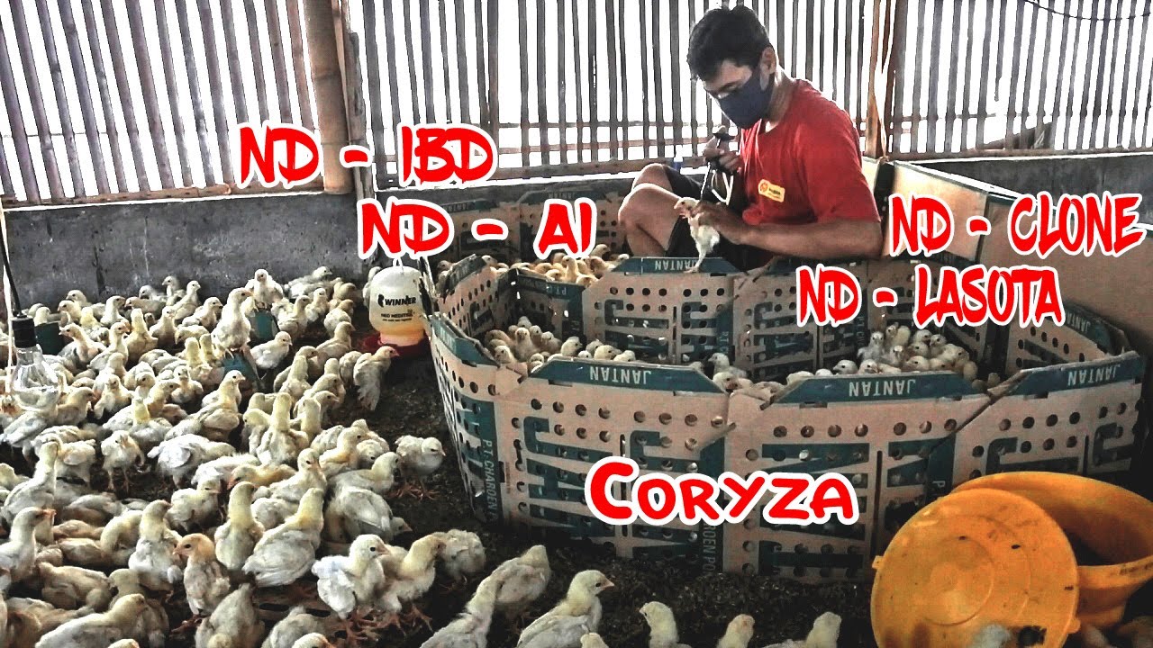 Расписание и полная программа вакцинации кур Joper и самцов из Medion Indonesia
