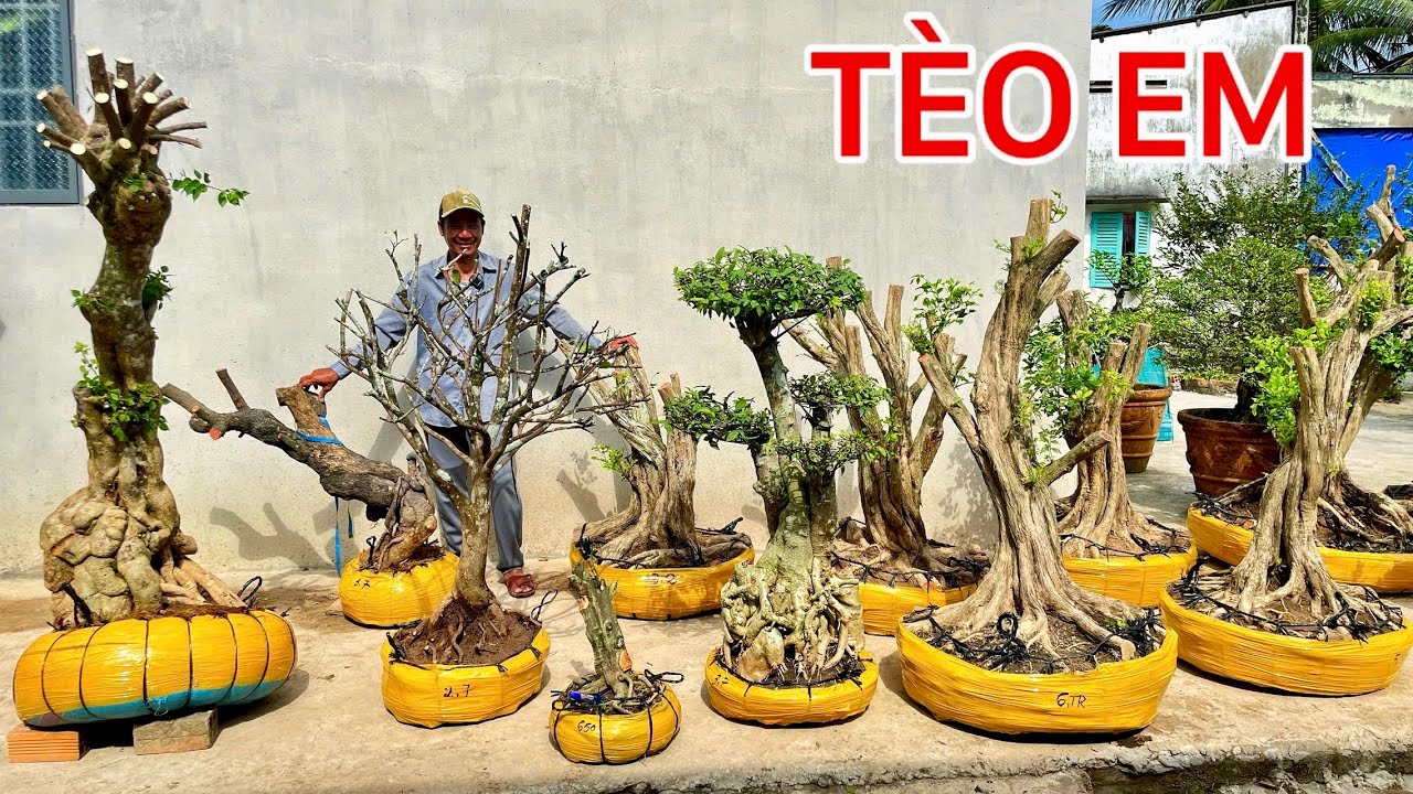 Tèo Em 26/1 chào bán Nguyệt Quế, Hoa Giấy Mỹ, Mai Tứ Quý, Chiếu Thủy, Kim Quýt