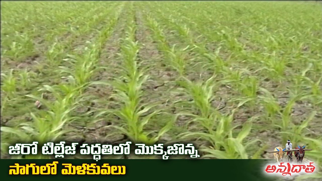 Tips for Zero Tillage in Maize