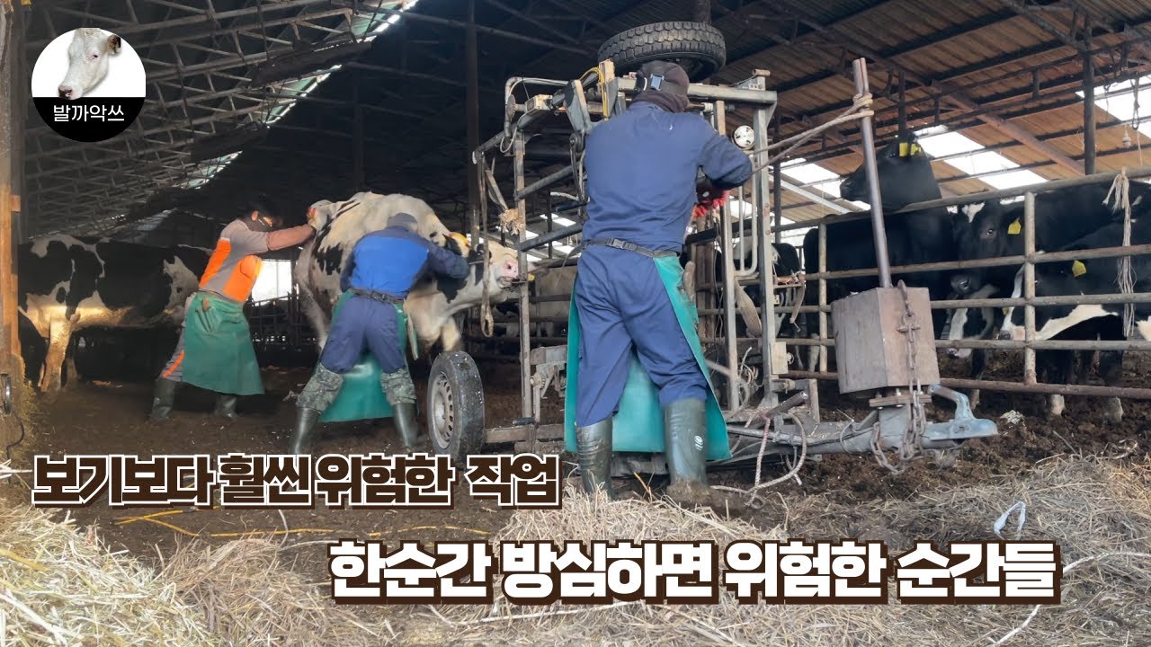 [발까악쓰의 하루] 보기보다 훨씬 위험한 작업