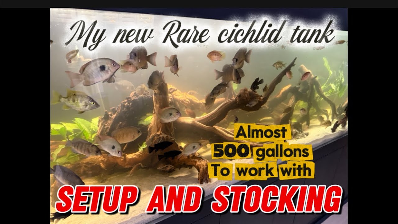 My NEW Massive Rare Cichlid Tank (Setup and Stocking)