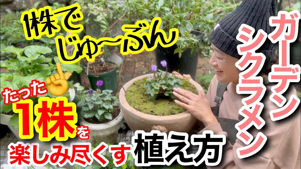 【耐寒性をもつシクラメン】1株でいいので、お気に入りのガーデンシクラメンを買ってください😊/ たった1株を楽しみ尽くせる植え方☝️季節ごとに様々な花姿を楽しめて寒さ対策まで出来ちゃう😆【ガーデニング】