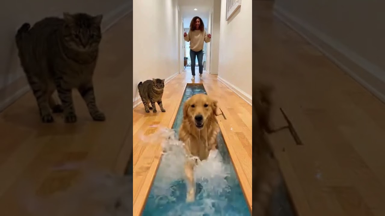 Golden Retriever Takes a Surprise Dip in Floor Aquarium!