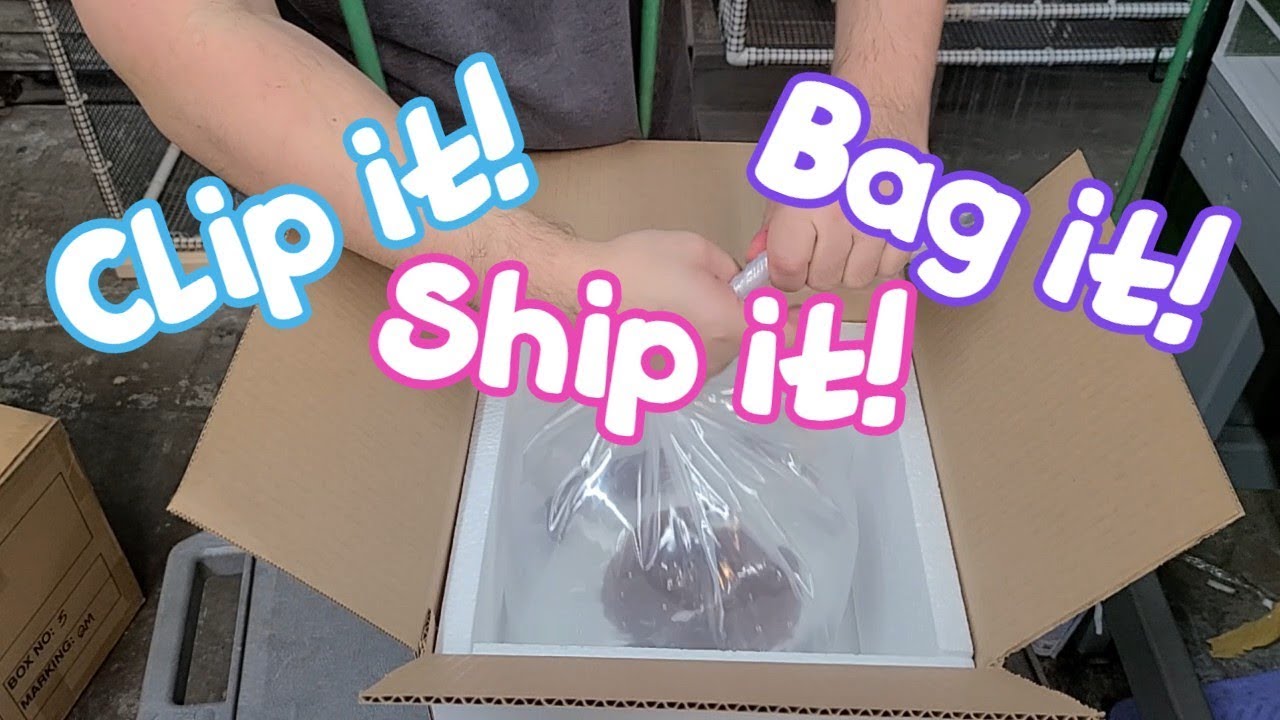 Packing and Shipping Freshwater Stingrays