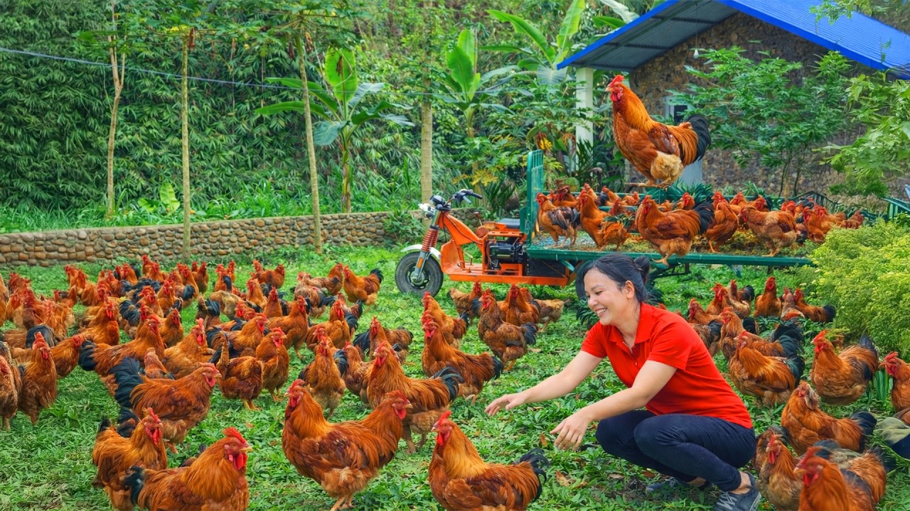 [TIMELAPSE] - 365 Days Harvesting Many Capon,Mallard From Egg To Survivor To Sell To The Villagers
