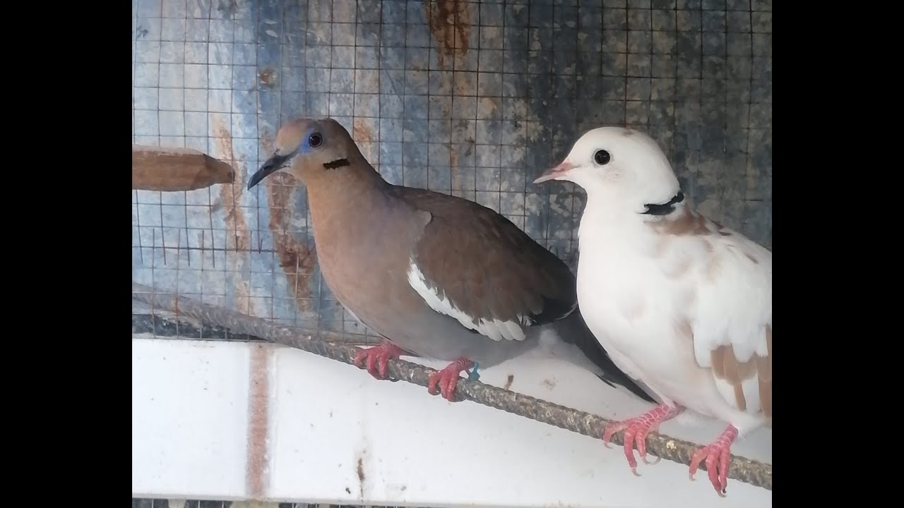 Cruce y separación de tortolas
