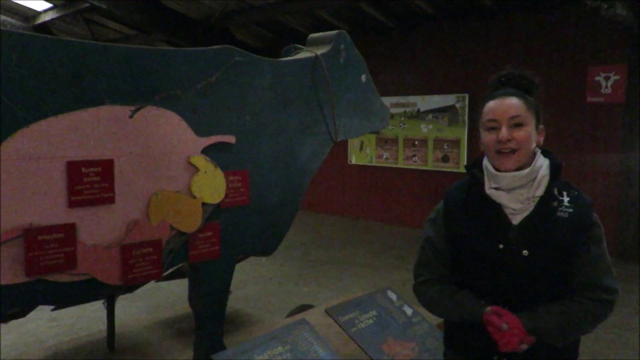 Rumination des vaches laiti&egrave;res