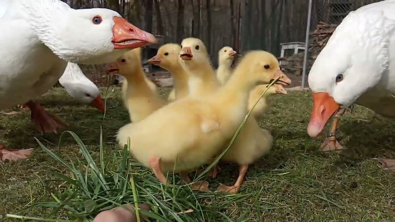 Česk&aacute; husa - housata (Czech goose - goslings 2022)