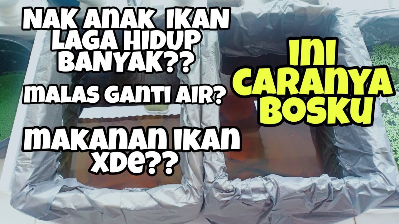 cara pindahkan anak ikan laga / cupang ke bekas pembesaran