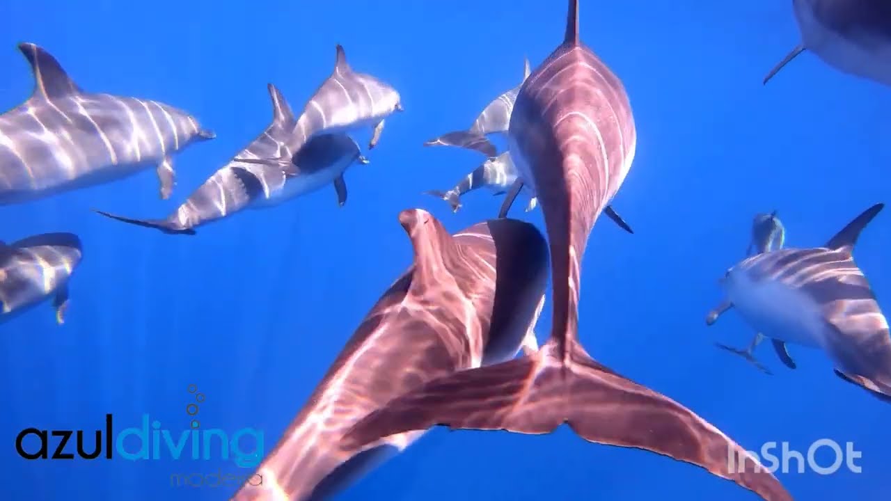 Amazing swim with Dolphins in Madeira!