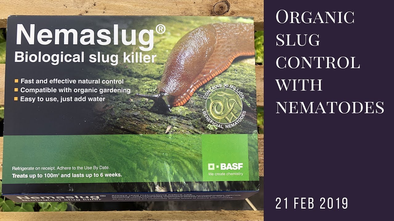 Organic Slug Control With Nematodes