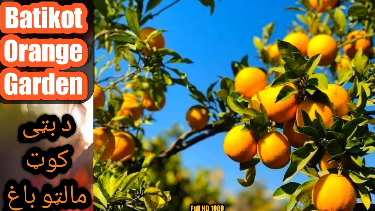 Batikot Orange Gardens | Nangarhar Afghanistan