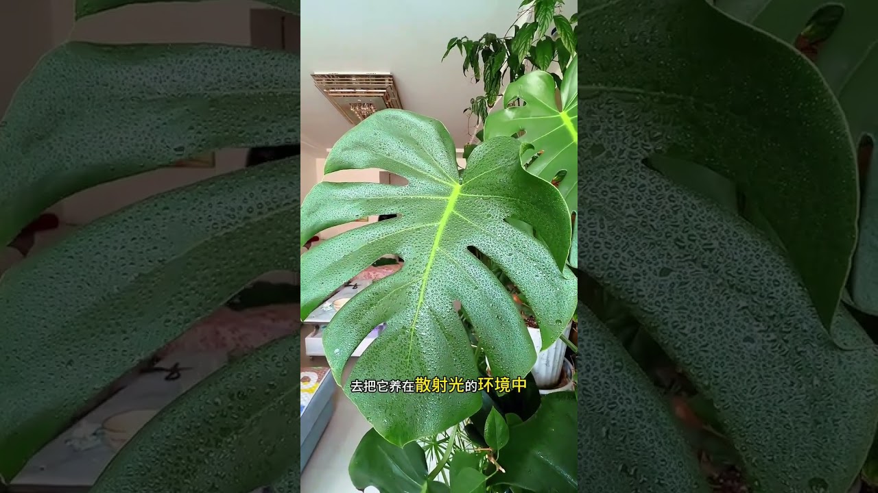 龟背竹生长旺的方法