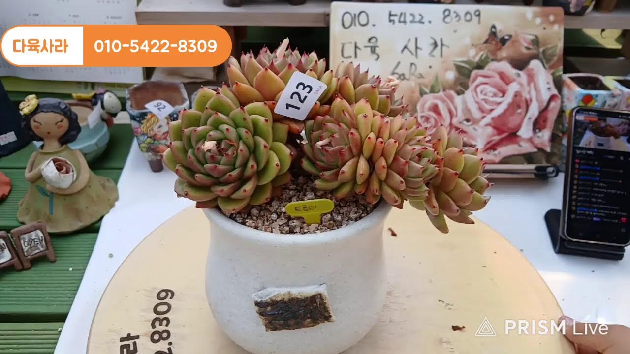 다육사라 이상하고 요상한 세계로 오세요~♡