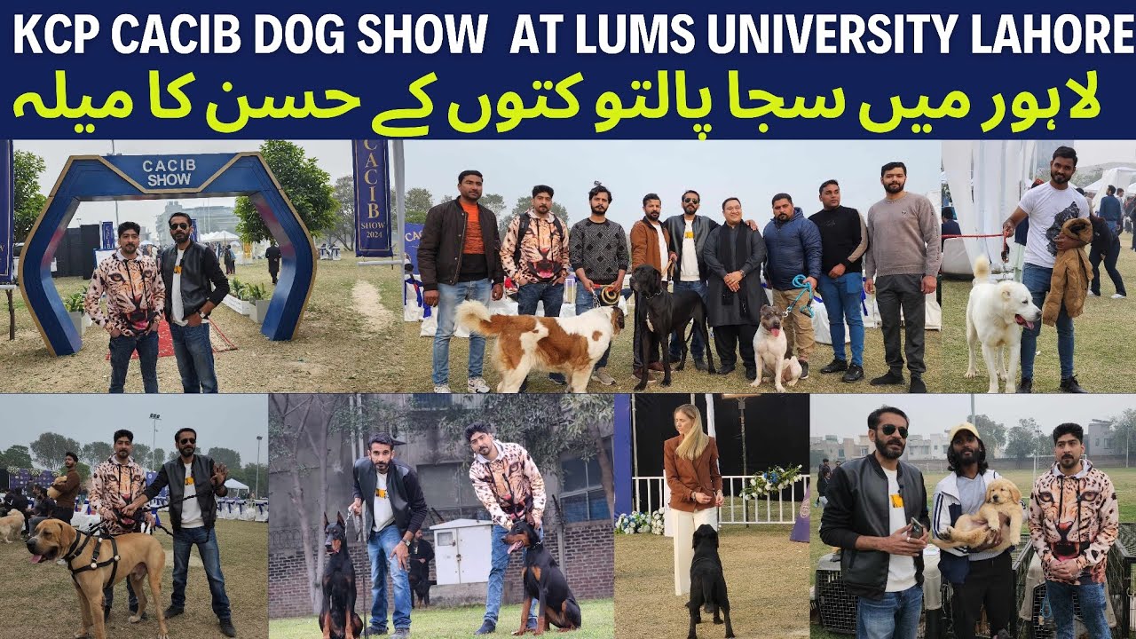 CACIB All Breed Dog Show  At Lums University Lahore|Dog Show in Lahore 18/2/24|Dog Show Pakistan|