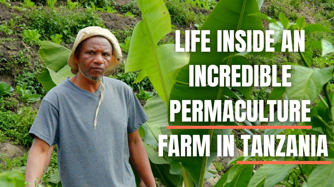 Changing the World with Permaculture | A Dream in Tanzania 🌱🇹🇿 Ep.21