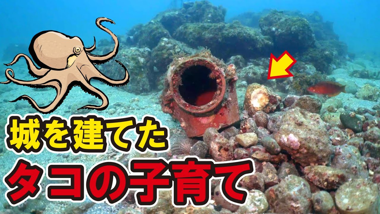 城を造り子育てを始めたタコ。その結末を見届けた結果…