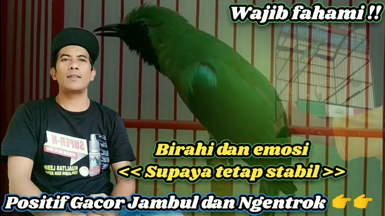 Perawatan Cucak ijo yang benar‼️ Positif Gacor Jambul dan Ngentrok