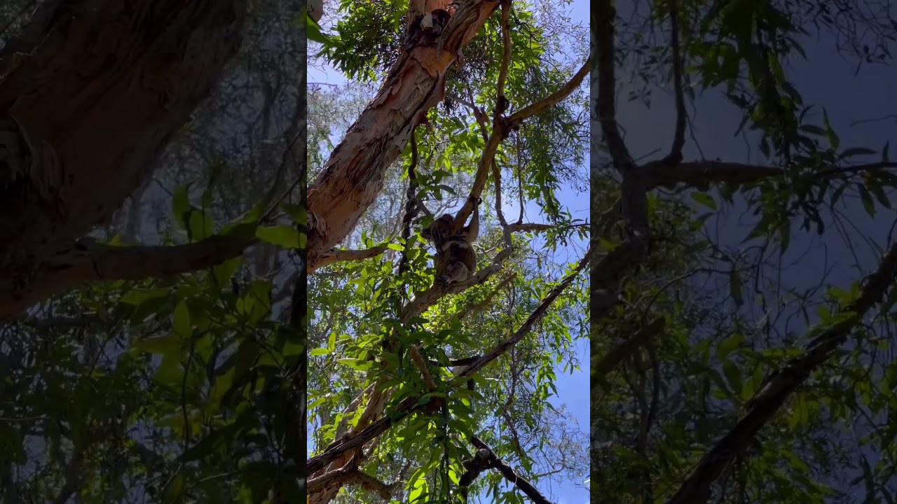 Koala (Phascolarctos cinereus) is an iconic, tree-dwelling marsupial native to Australia.