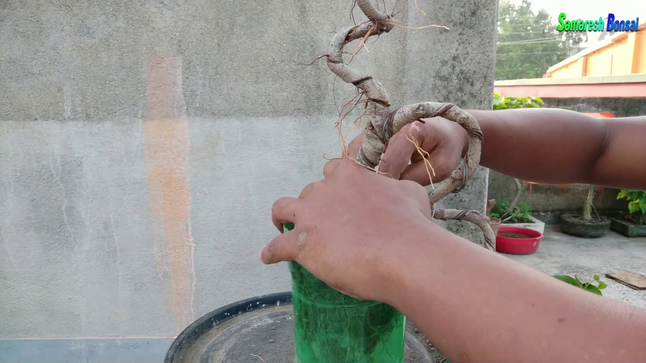 how to create ficus bonsai || samaresh Bonsai || 2019