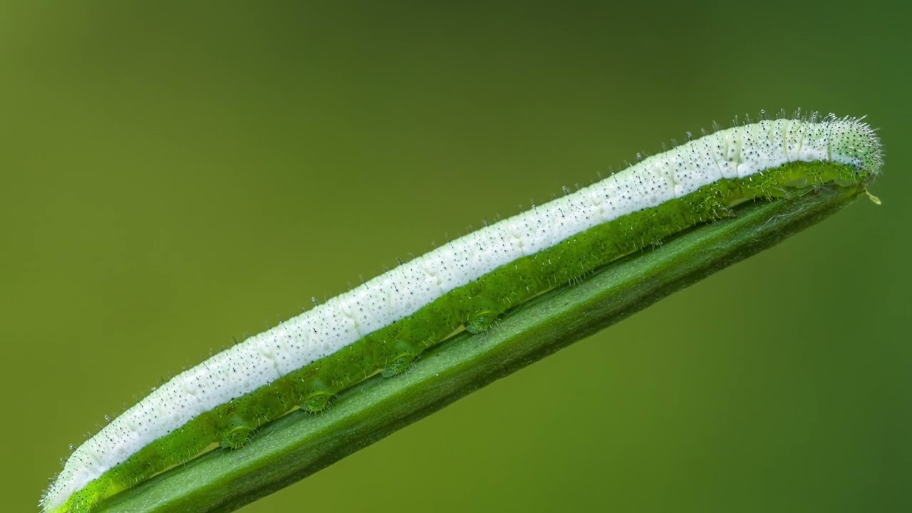 Orange tip Butterfly