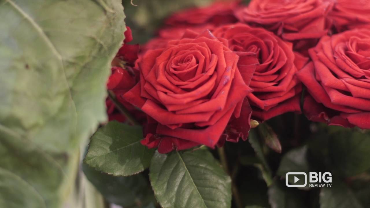 Galton Flowers Shop London for Florist and Floral Designs