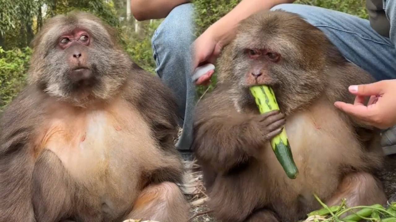 Xing Xing is really smart, he also knows that peeled cucumbers are delicious!