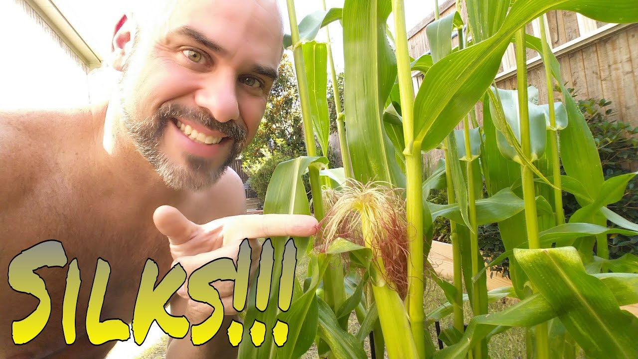 Growing Sweet Corn in containers, episode 7