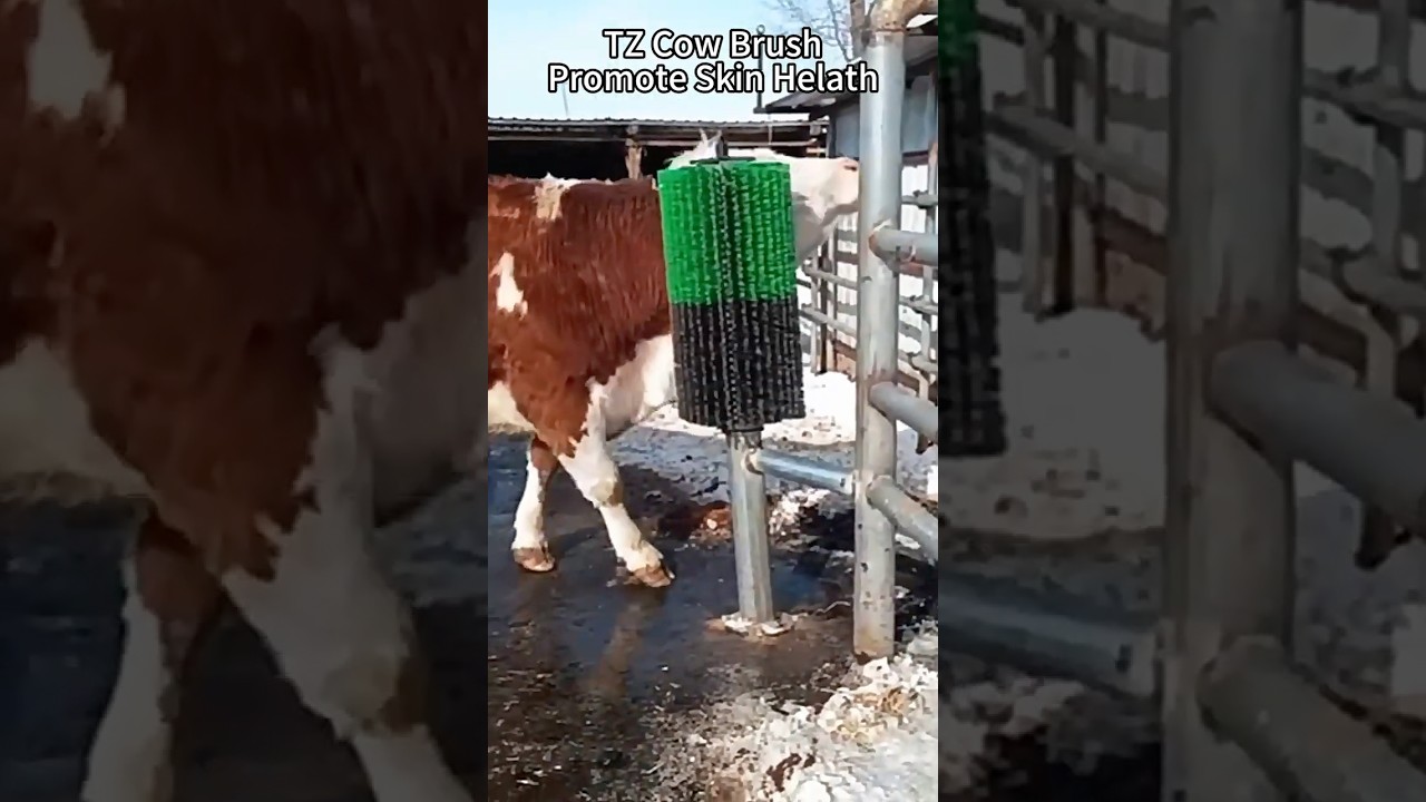 Watch cows go wild over their favourite cattle brush. #cow #cowbrush #cattle #cattlebrush