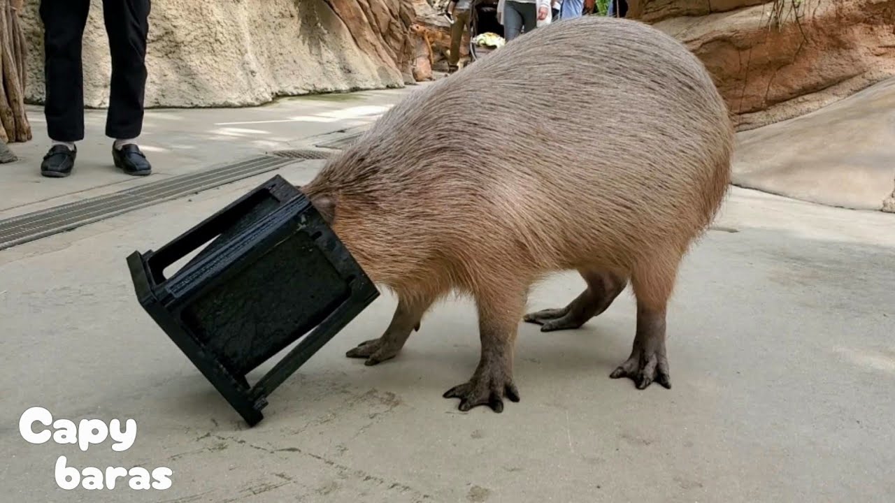 中を確認してたら顔が抜けなくなっちゃった💦カピバラさん★Capybara/神戸どうぶつ王国