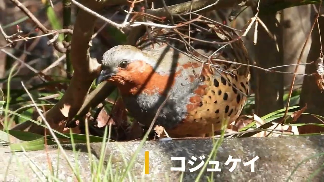 トラツグミ、カシラダカ、コジュケイ