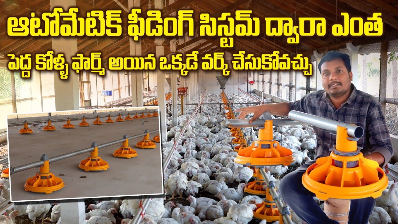 కూలీలతో పని లేకుండ ఎన్ని కోళ్ళు అయిన పెంచవచ్చు | Automated Poultry Feeding System | AgriTech Telugu