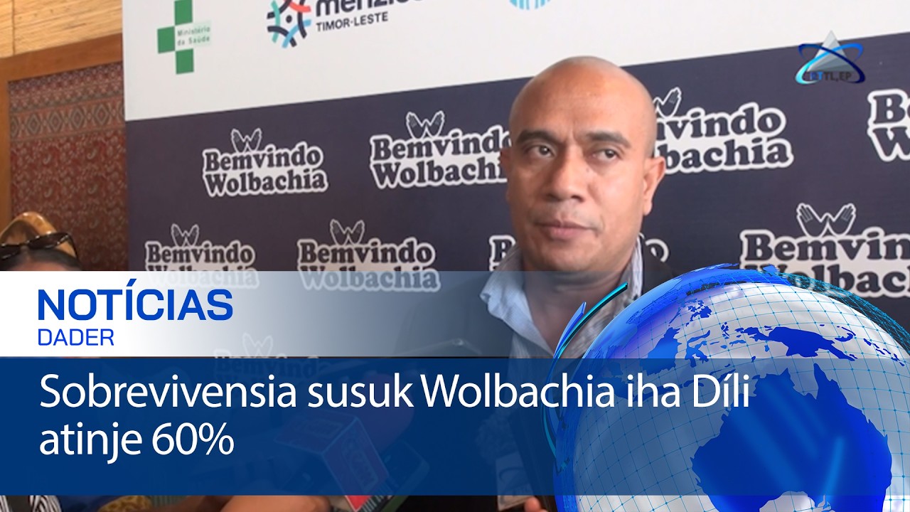 Sobrevivensia susuk Wolbachia iha Díli atinje 60%
