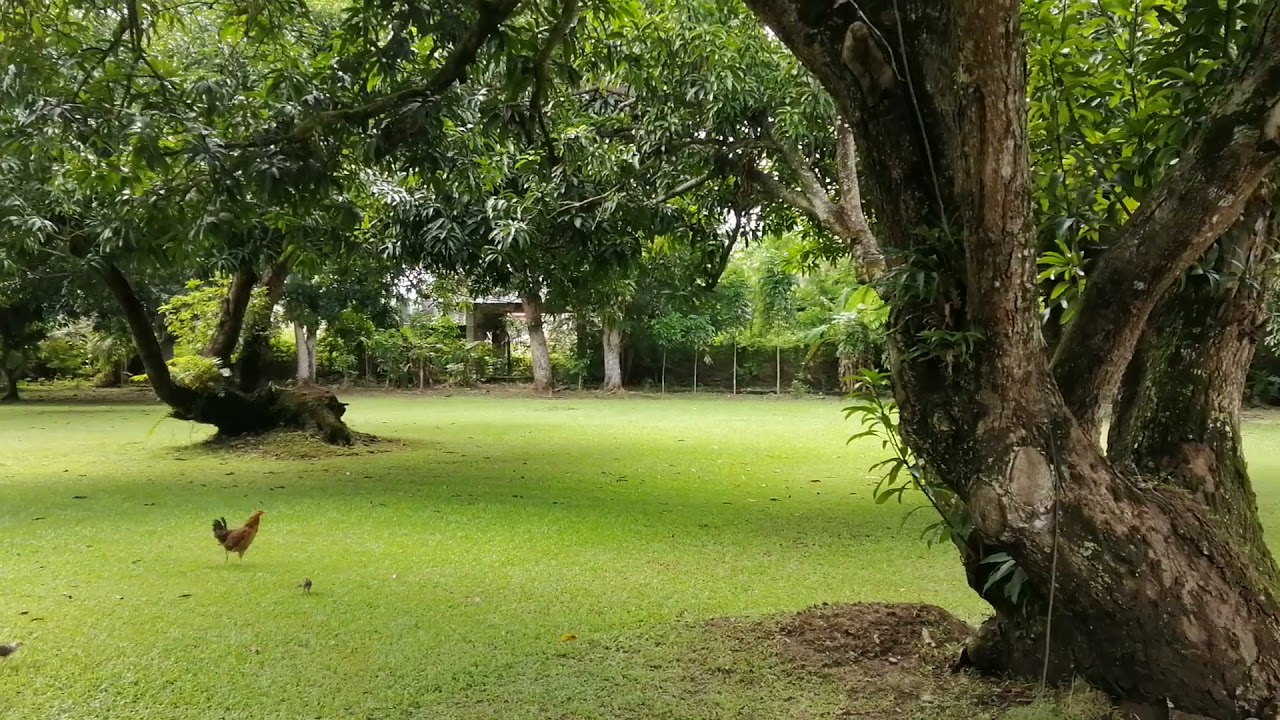 SUNLAND ESPIDOL| PARADISE IN RAMON ISABELA| TRIPLETS TV