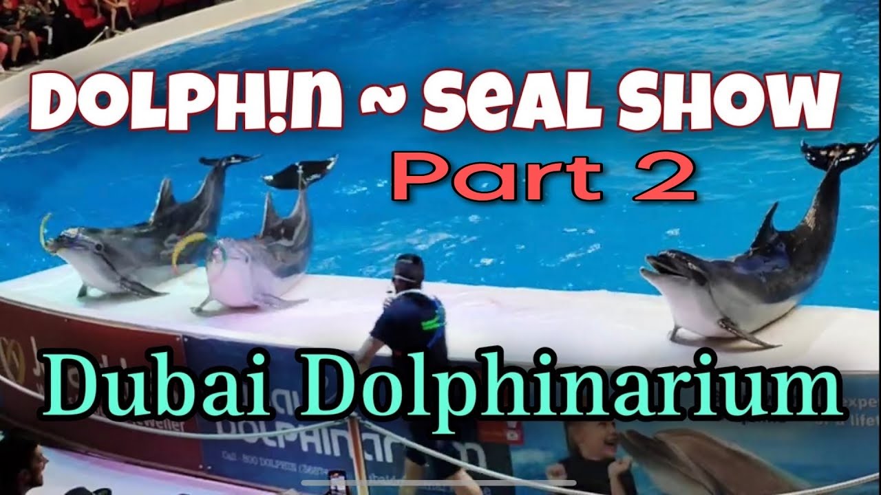 Dubai Dolphinarium Seal and Dolphin Show 2023 | Part 2