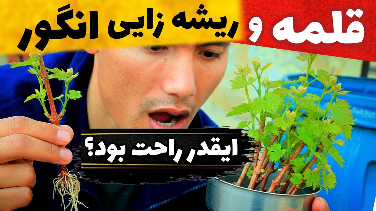 آموزش ریشه‌دار کردن قلمه انگور: ساده‌ترین روش که تاحالا هیچ جای ندیدید. #باغبان_آزاد 