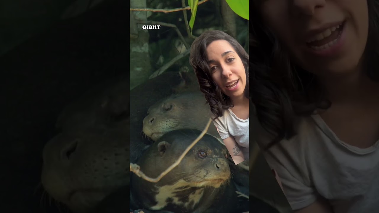 Brazil‘s Giant Otters don‘t give a 💩! 