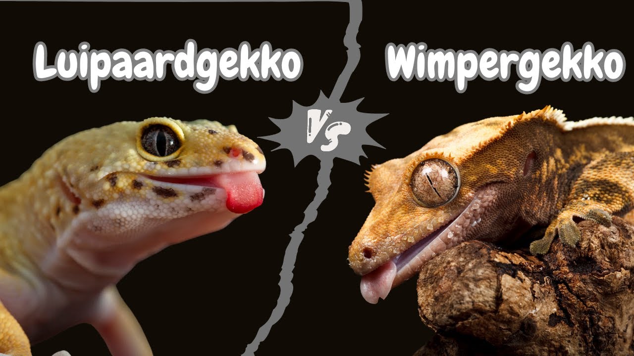 Luipaardgekko vs Wimpergekko | Welk Huisdier is het Meest Geschikt?