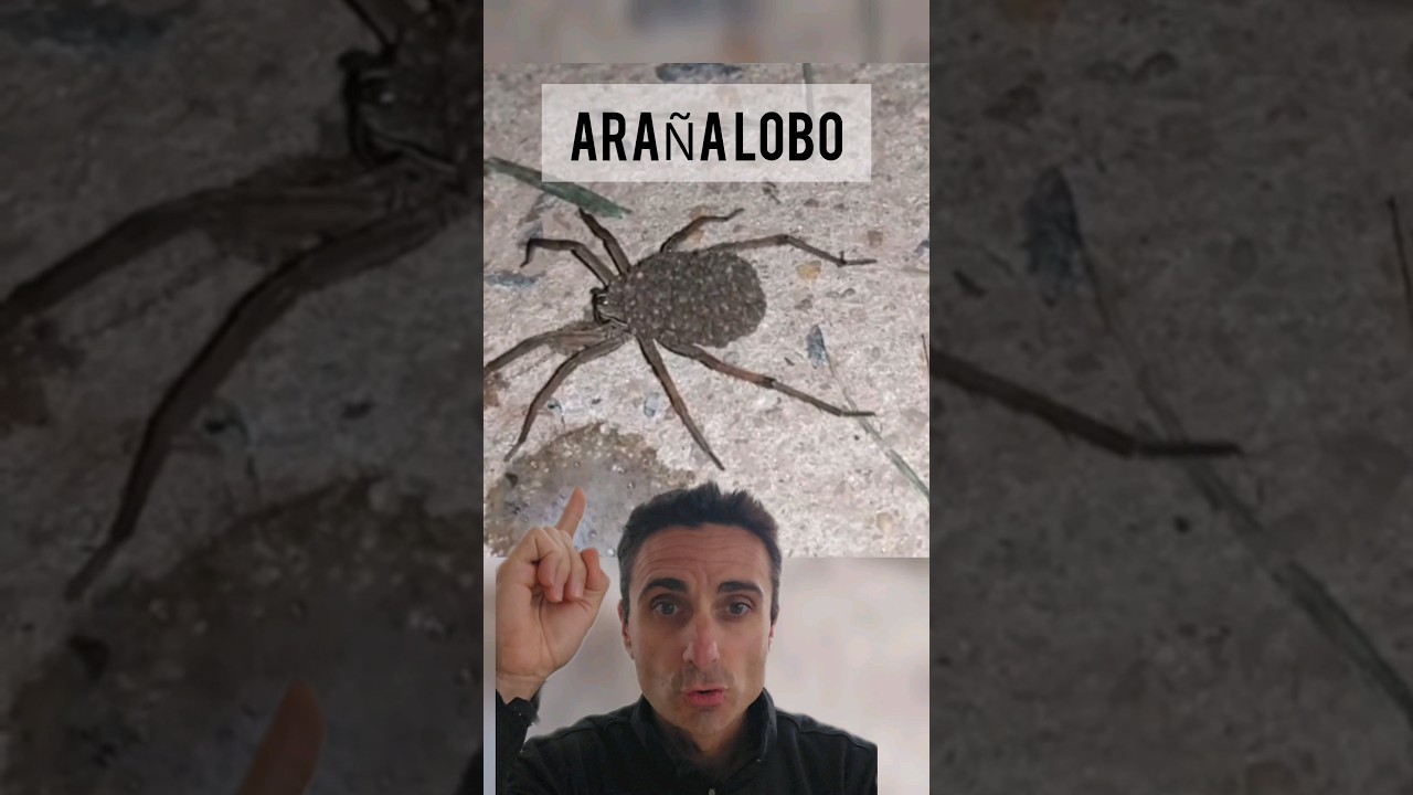 Nunca mates una Ara&ntilde;a Lobo. #curiosidades #supervivencia #emergencia