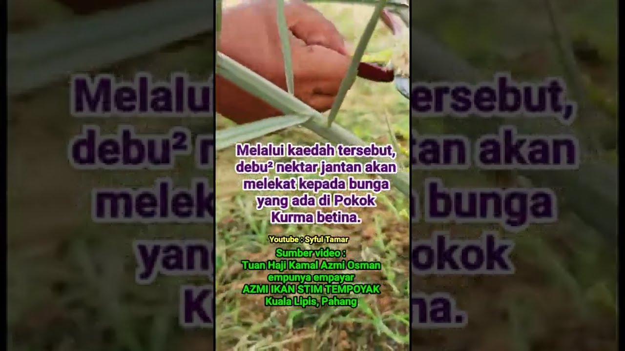 Kahwinkan Pokok Kurma 💖🌴 - Pendebungaan Bunga Jantan dan Bunga Betina