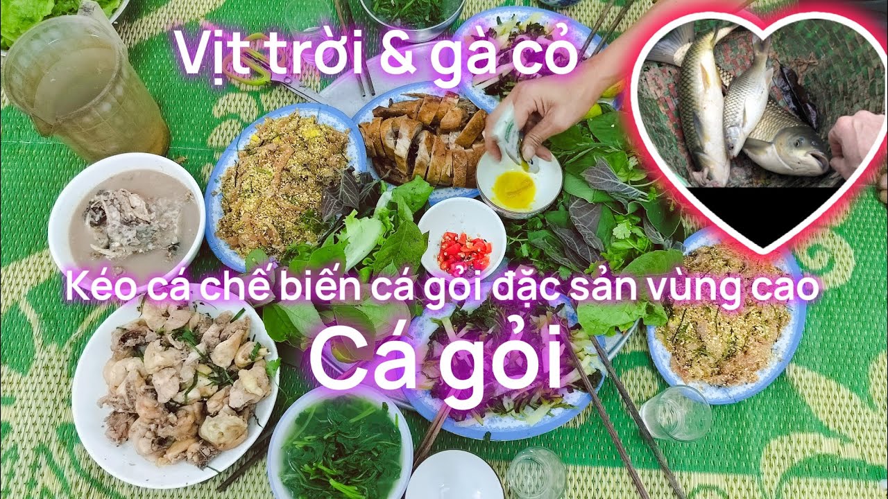  Kéo Cá Ao Hoang Lâu Năm | – Bắt Được 5 Con Cá Khủng- Chế Biến Món Cá Gỏi Đặc Sản Vùng Cao