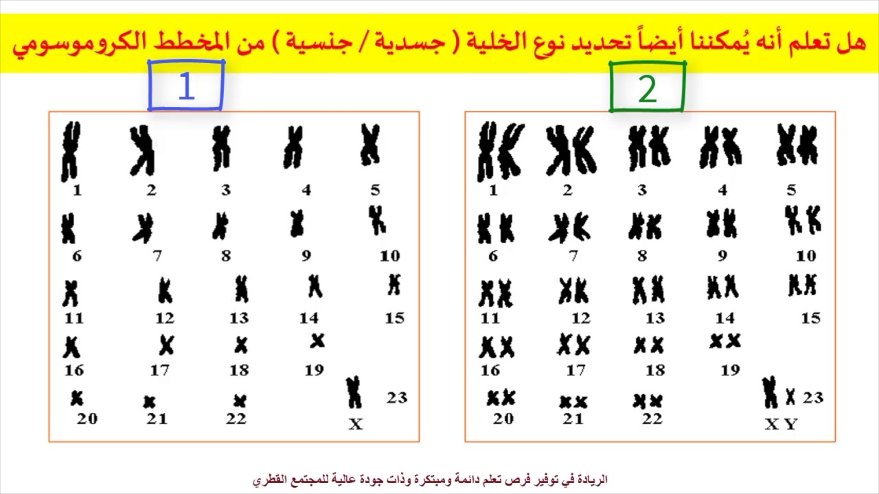 الأحياء (مطور) - صف 10- المخطط الكروموسومي