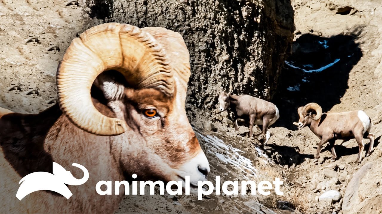 Temporada de acasalamento de carneiros | Parque Nacional Yellowstone | Animal Planet Brasil