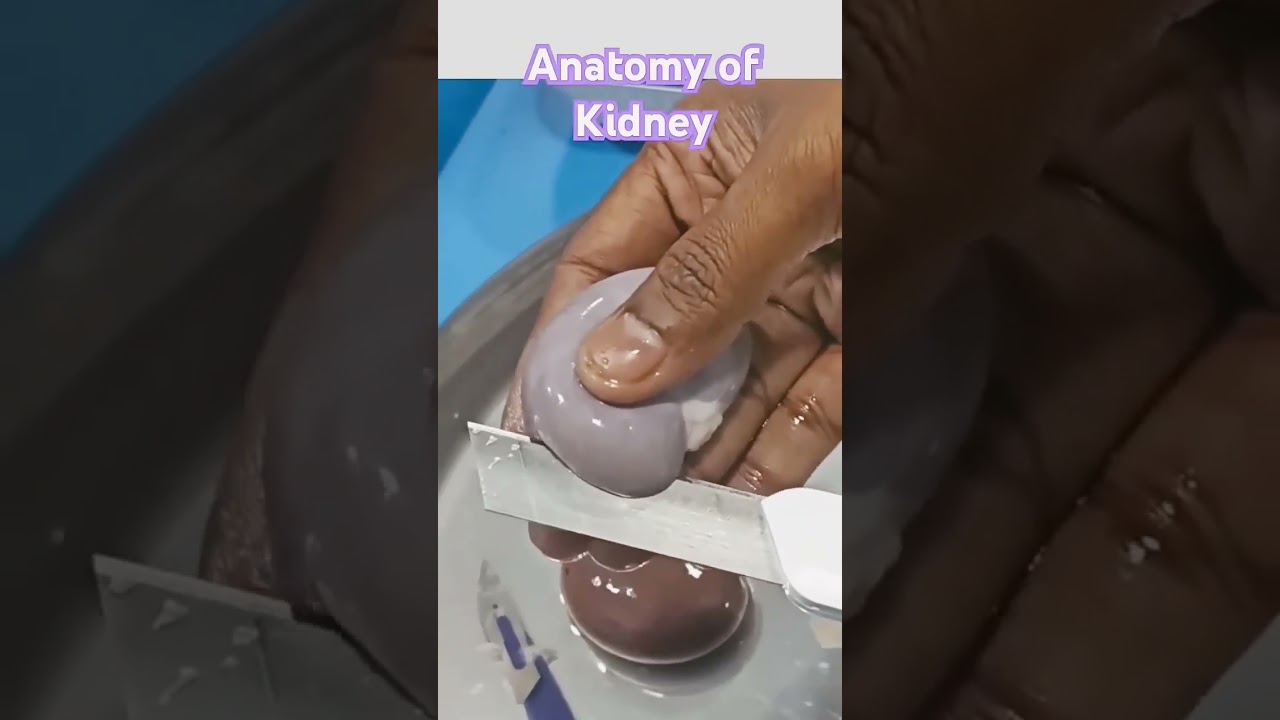 #anatomy #kidney #shortvideo #educationalvideo #biology