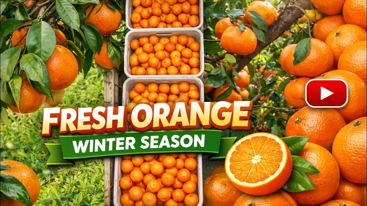 Orange enjoying season in winterX||Beautiful Orange enjoying season||Beautiful Orange 🟠garden
