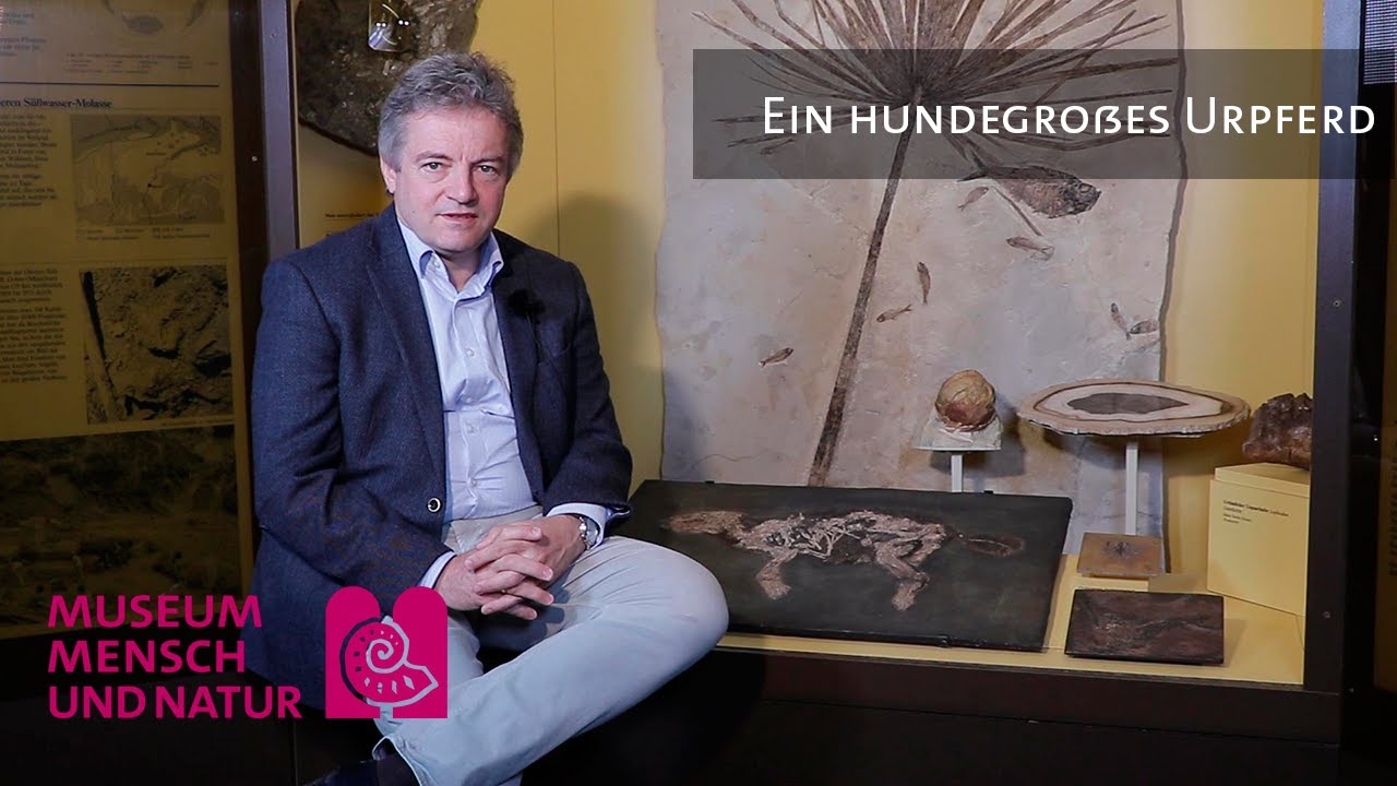 #MMN - Ein hundegro&szlig;es Urpferd
