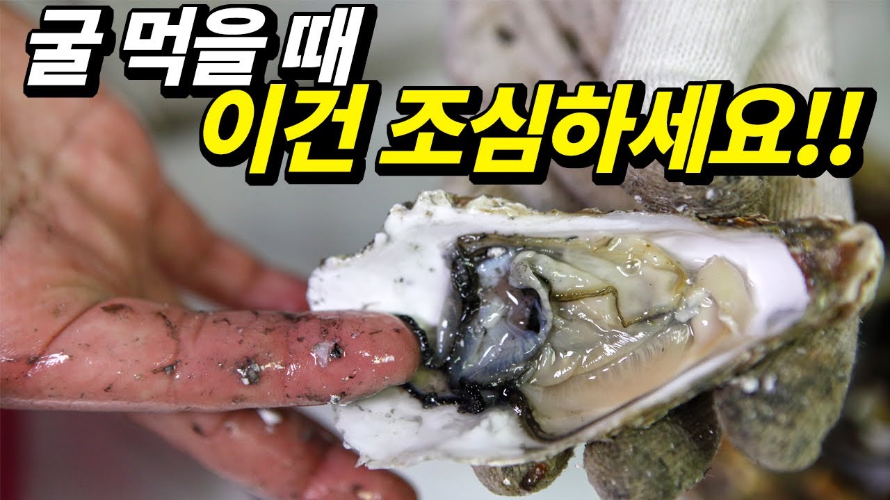 제철 굴(석화), 노로바이러스 걱정없이 싸고 맛있게 즐기는법